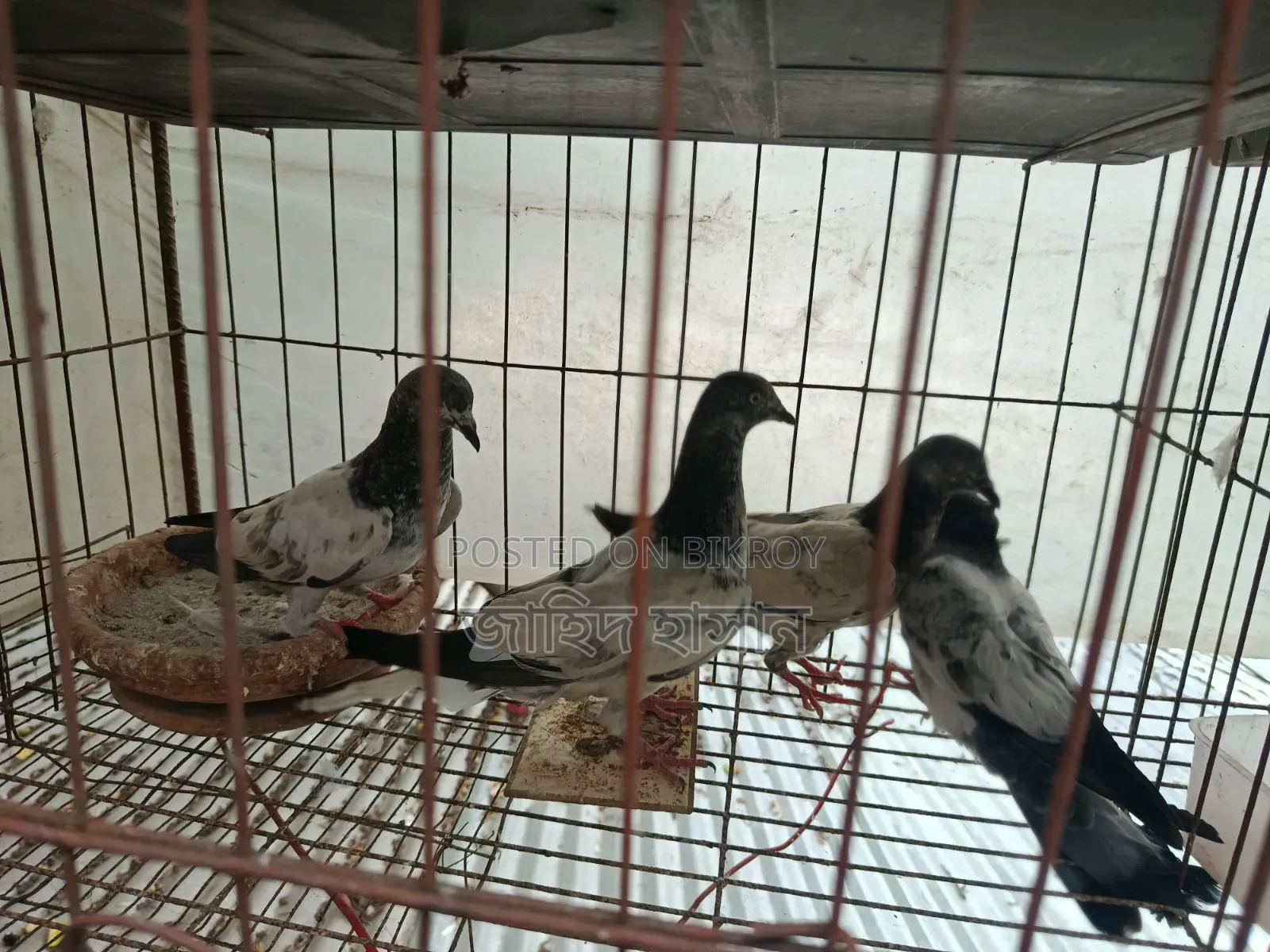 Pankhi Fat Pigeon Squabs