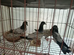 Pankhi Fat Pigeon Squabs
