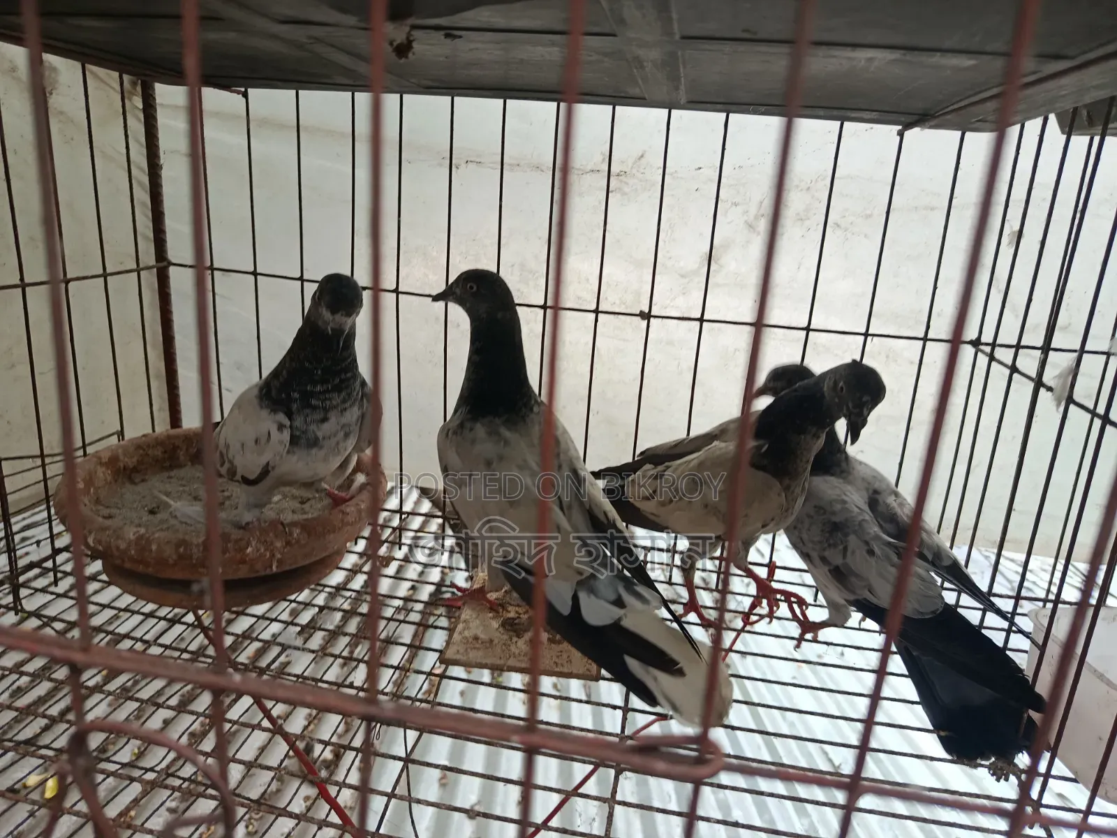 Pankhi Fat Pigeon Squabs