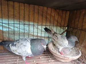 Pankhi Fat Pigeon Squabs