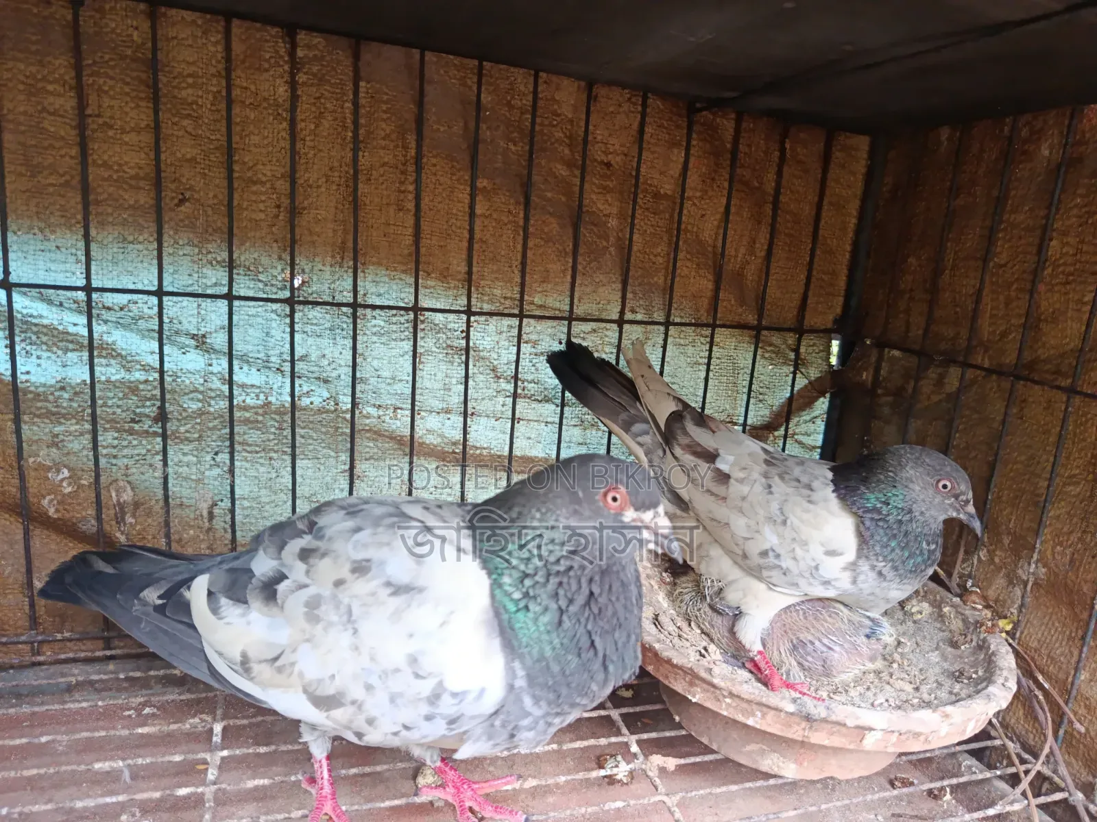 Pankhi Fat Pigeon Squabs