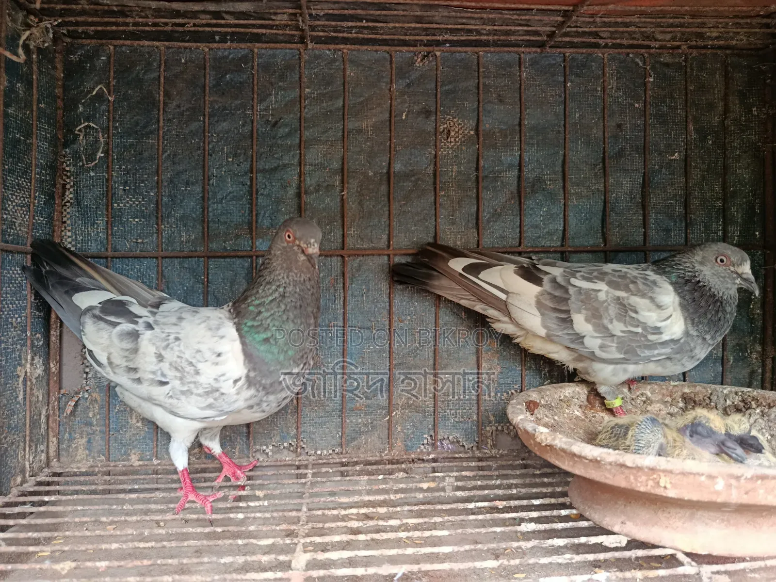 Pankhi Fat Pigeon Squabs