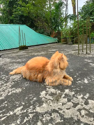 6-12 Months Male Purebred Persian
