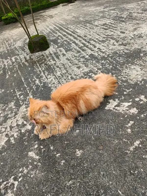6-12 Months Male Purebred Persian