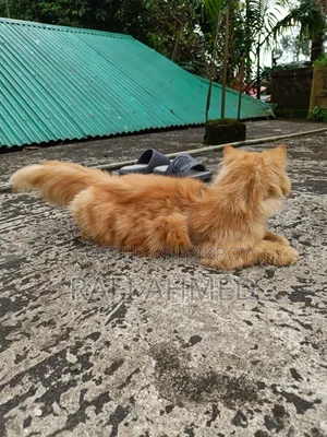 6-12 Months Male Purebred Persian