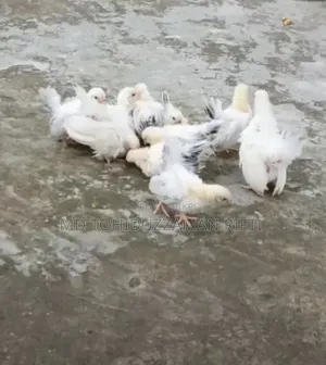 জাপানিজ বেনথাম মুরগী বাচ্চা