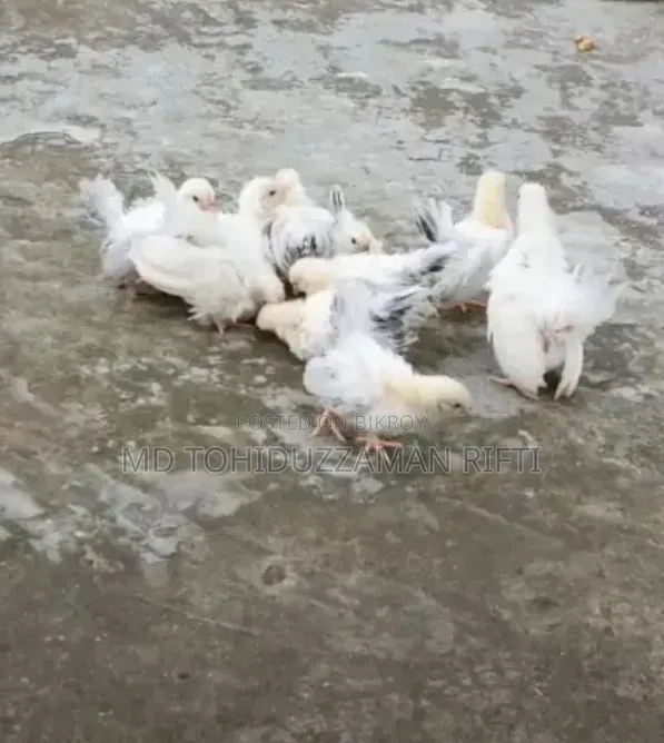 জাপানিজ বেনথাম মুরগী বাচ্চা
