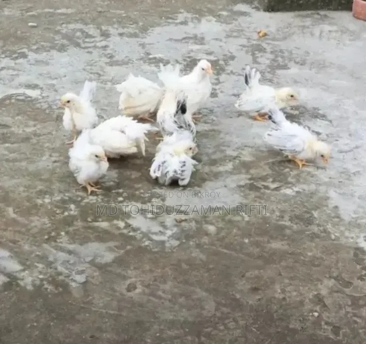 জাপানিজ বেনথাম মুরগী বাচ্চা