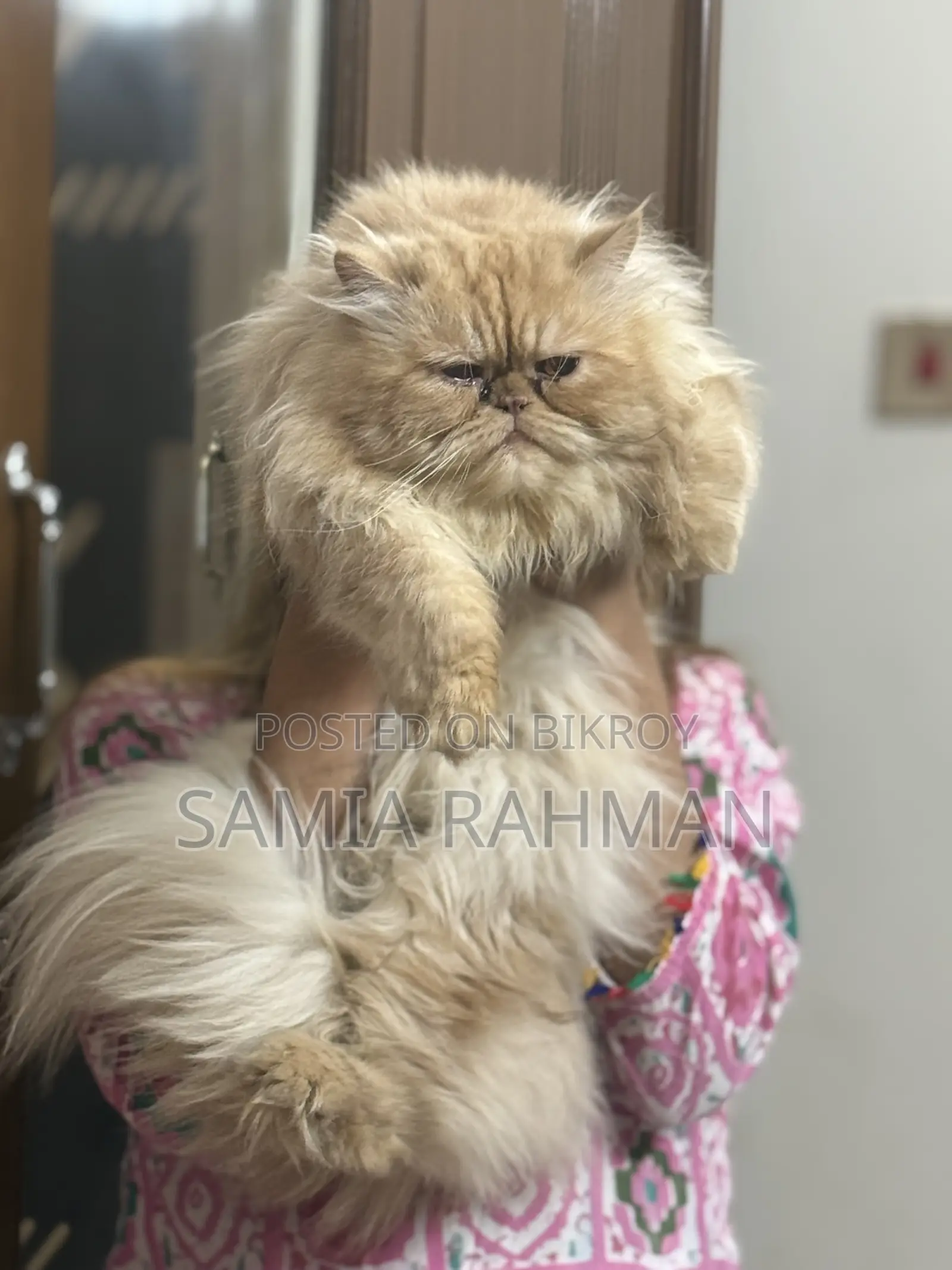 1+ Year Male Purebred Persian