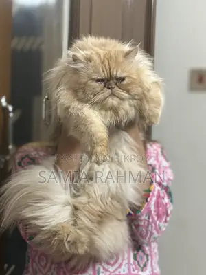 1+ Year Male Purebred Persian