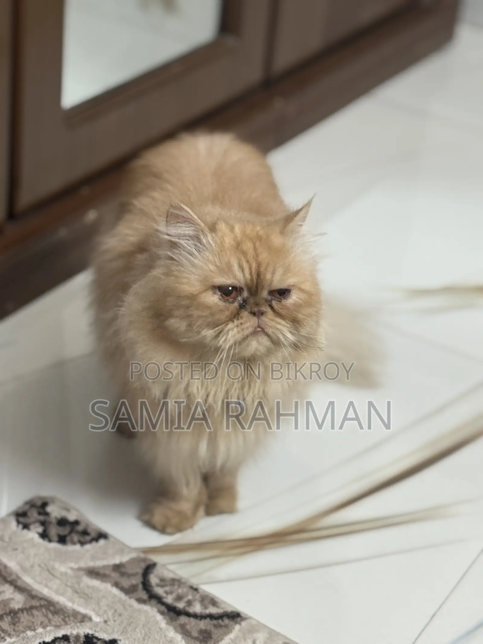 1+ Year Male Purebred Persian