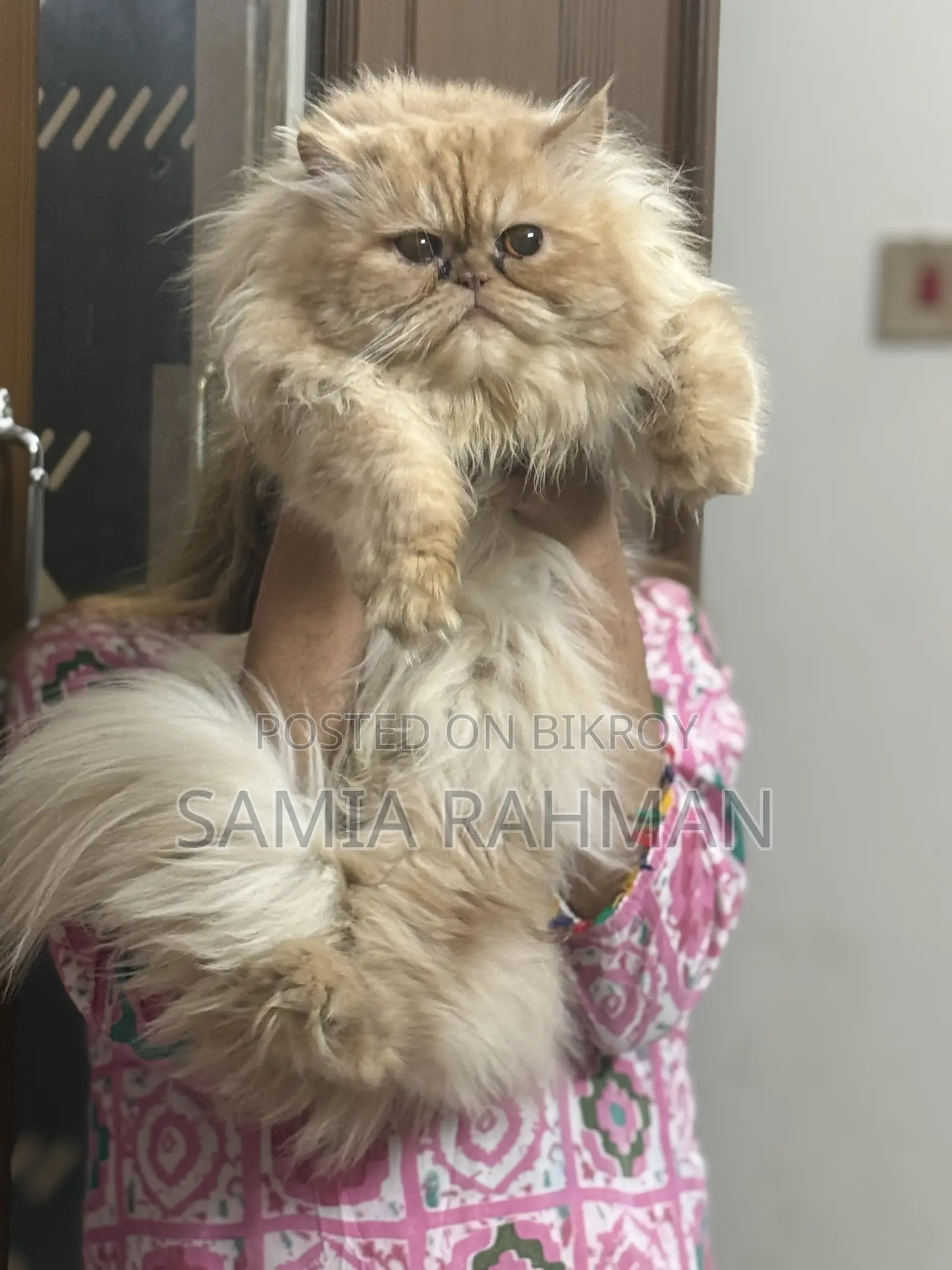 1+ Year Male Purebred Persian