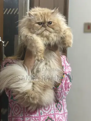 1+ Year Male Purebred Persian