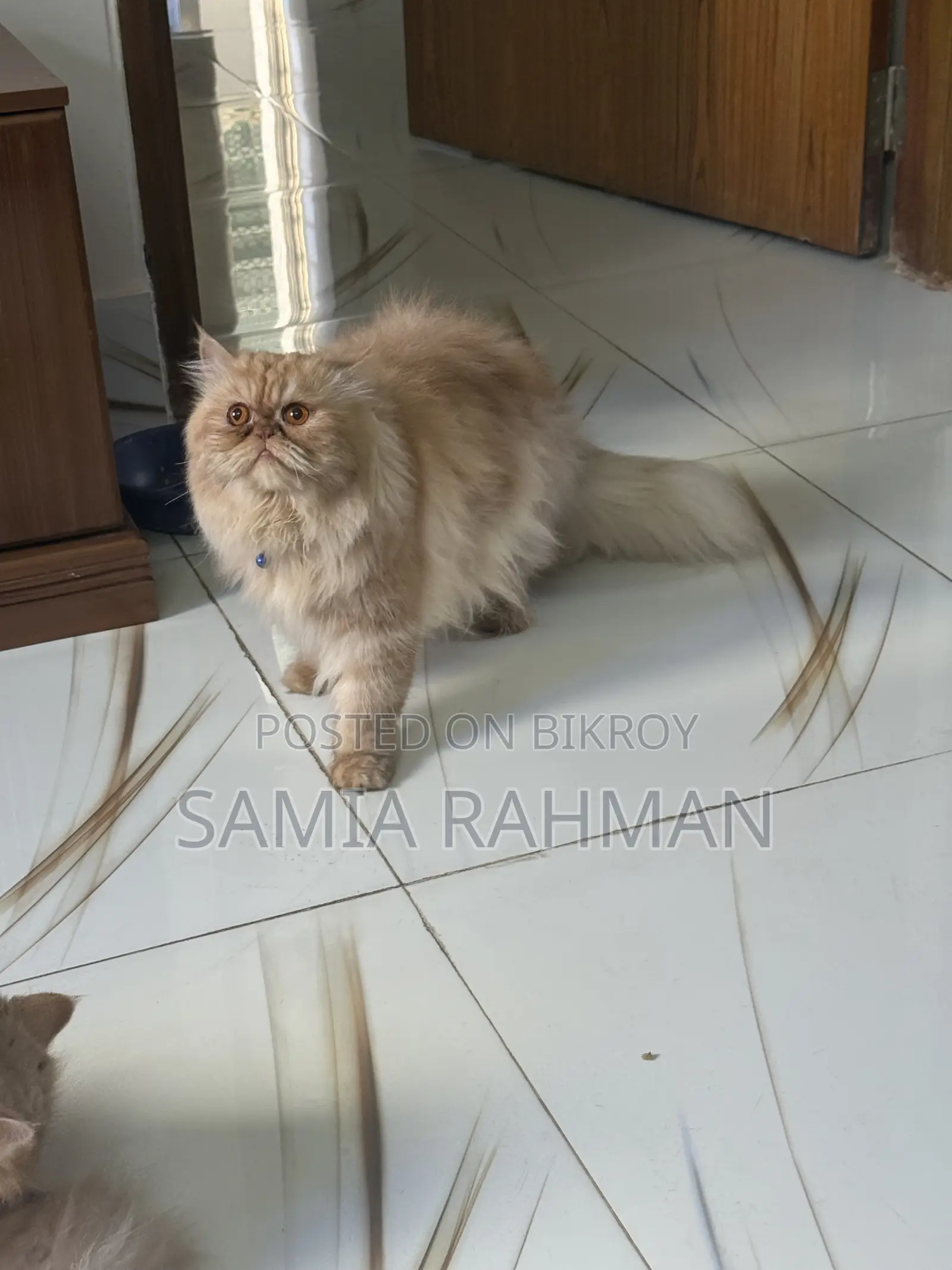 1+ Year Male Purebred Persian