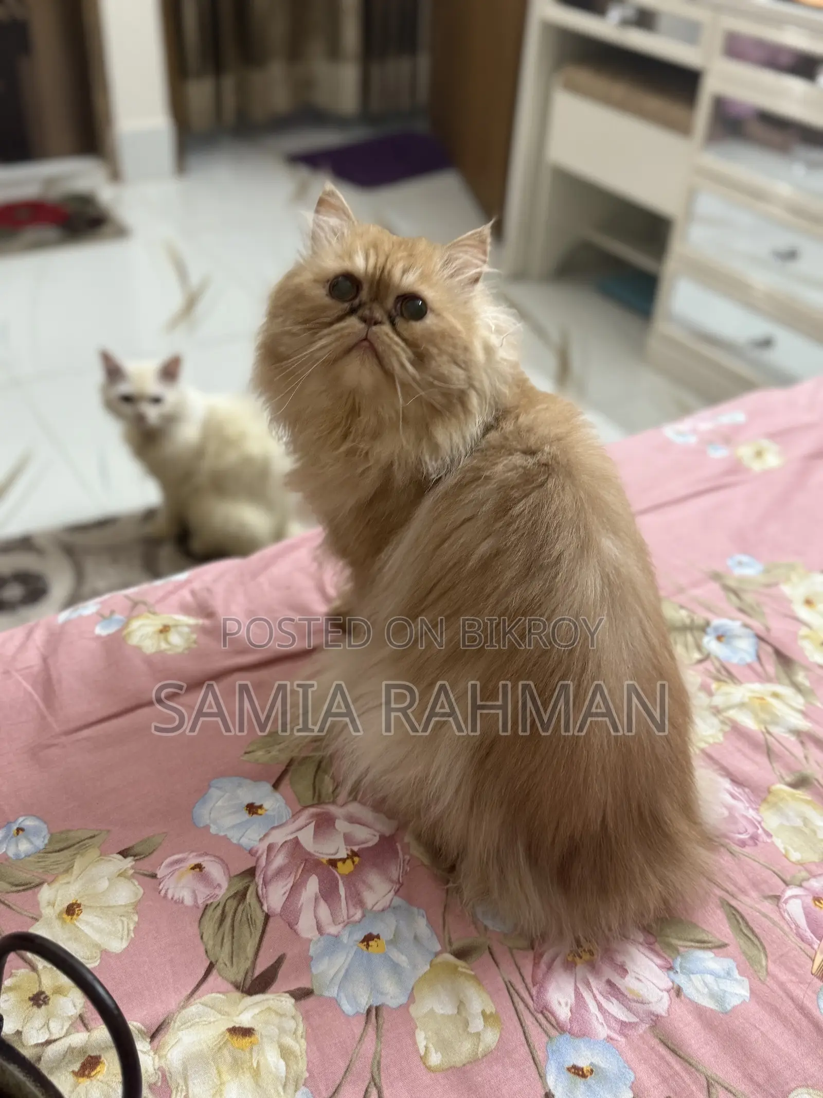 1+ Year Male Purebred Persian