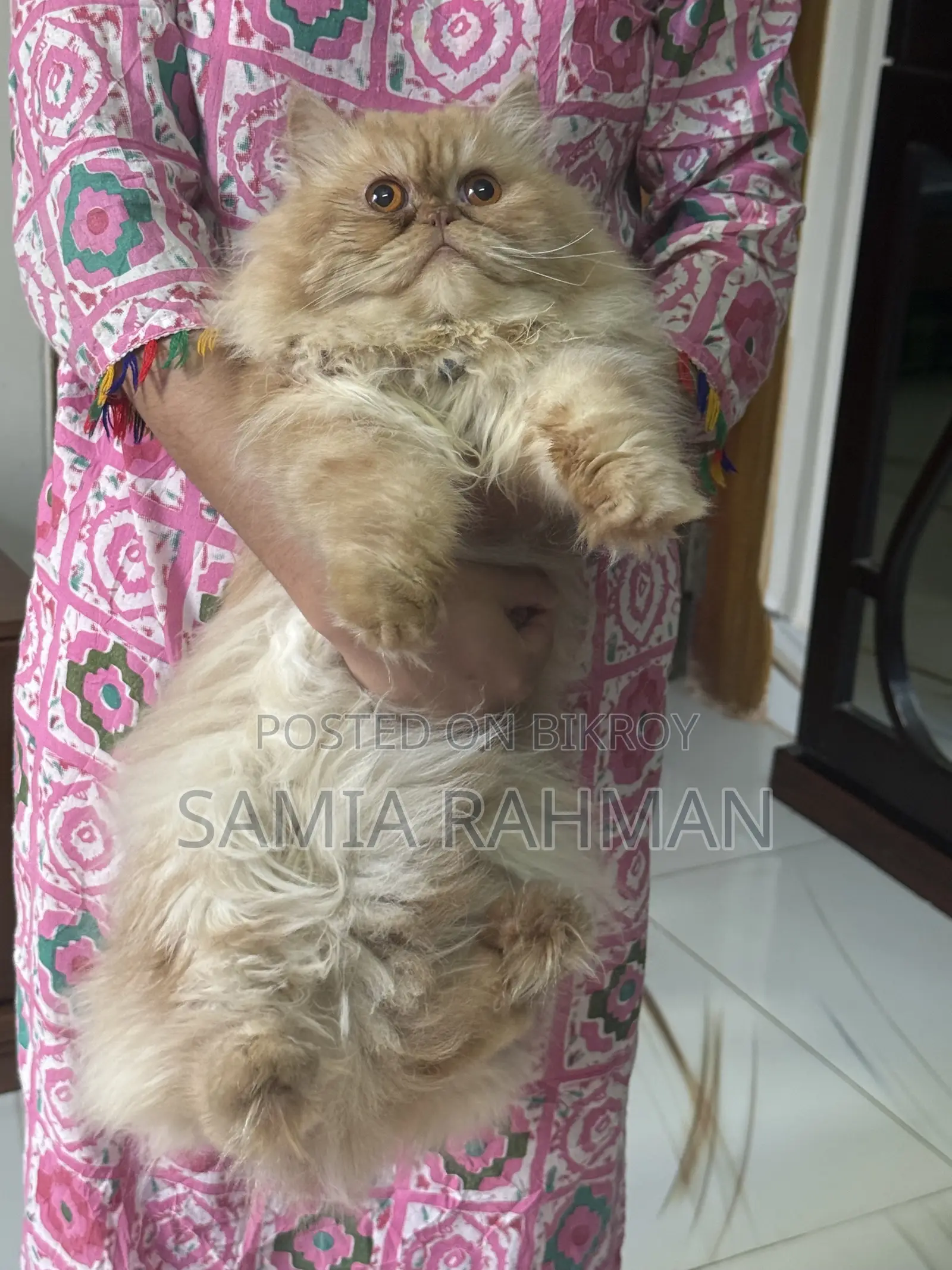 1+ Year Male Purebred Persian