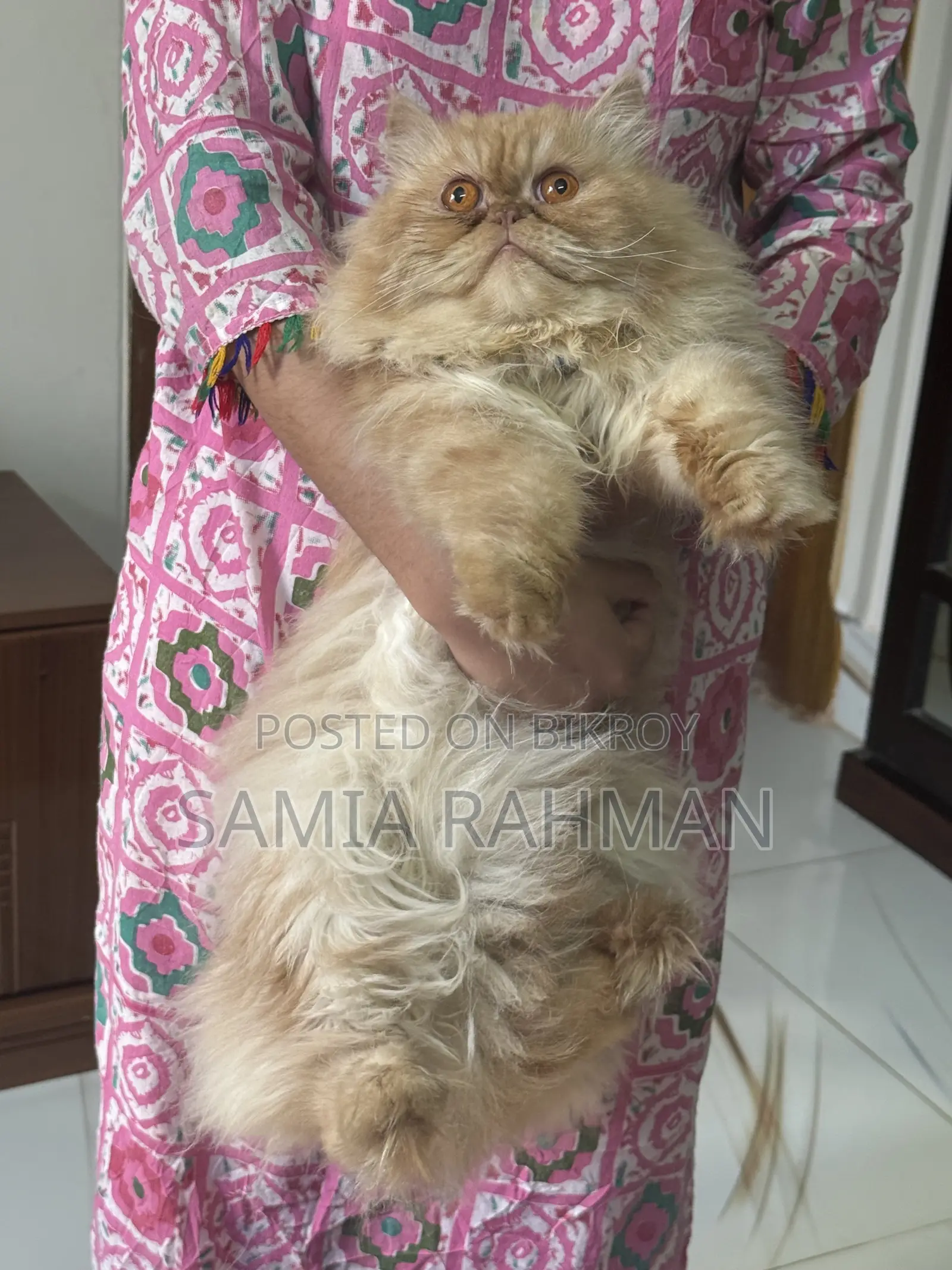 1+ Year Male Purebred Persian