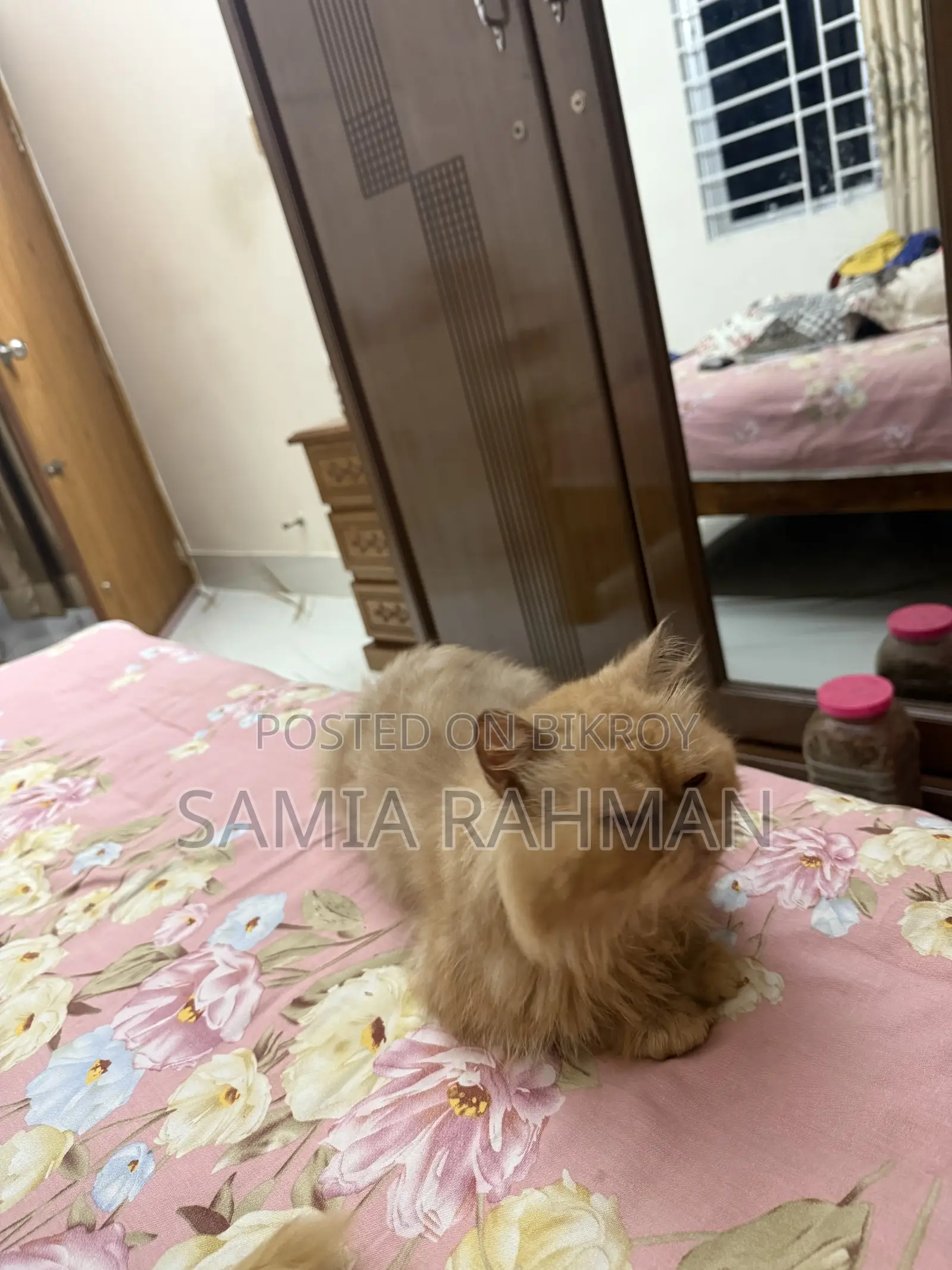 1+ Year Male Purebred Persian