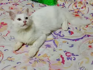 6-12 Months Male Mixed Breed Persian