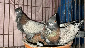 অরজিনাল বল্ডিনেট রানিং পেয়ার। বাক্কা সোহো
