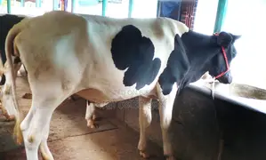 Improved breed heifer number 1383.