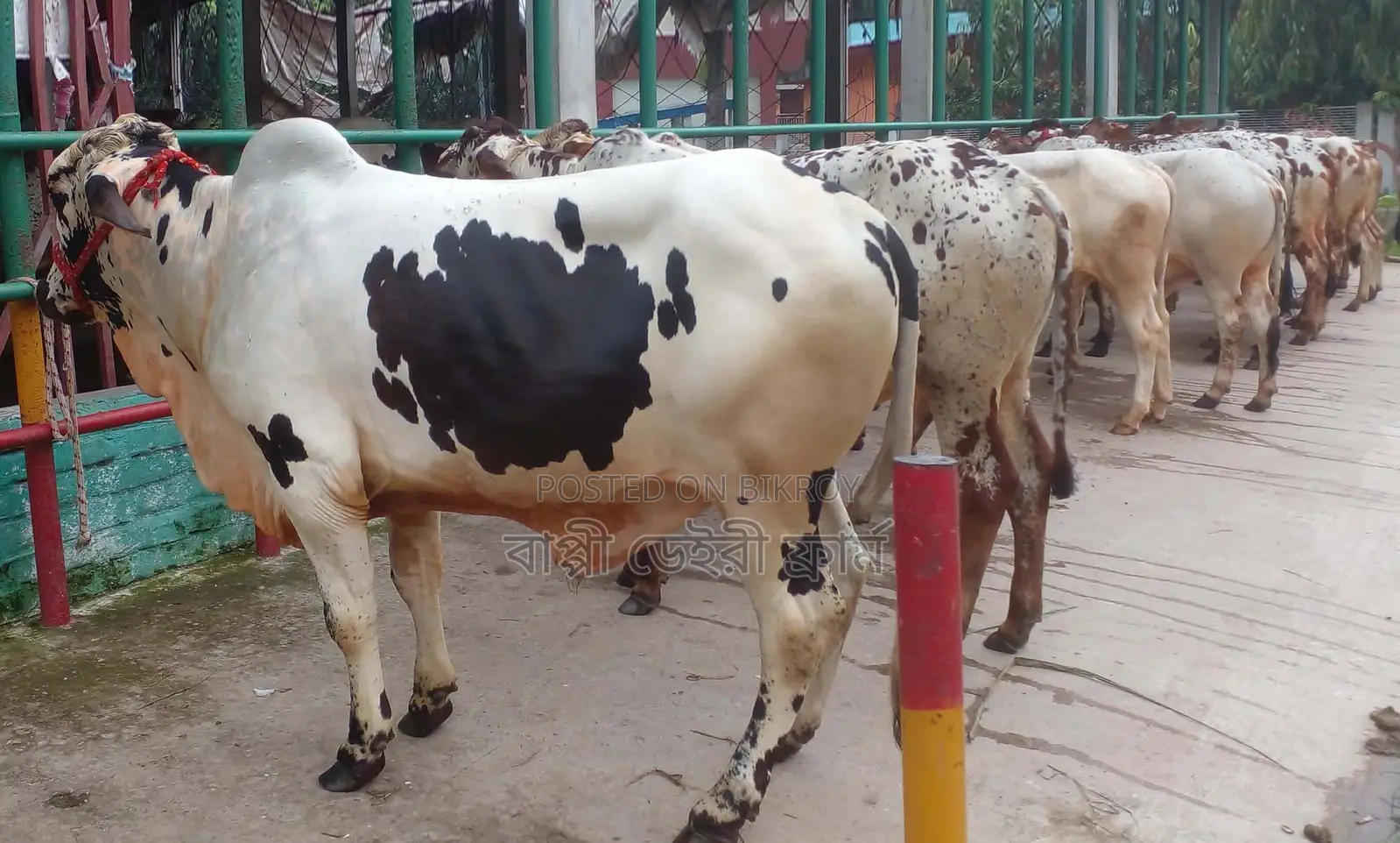 7 male calves number 1384 for sale.