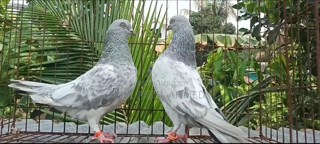 কবুতর