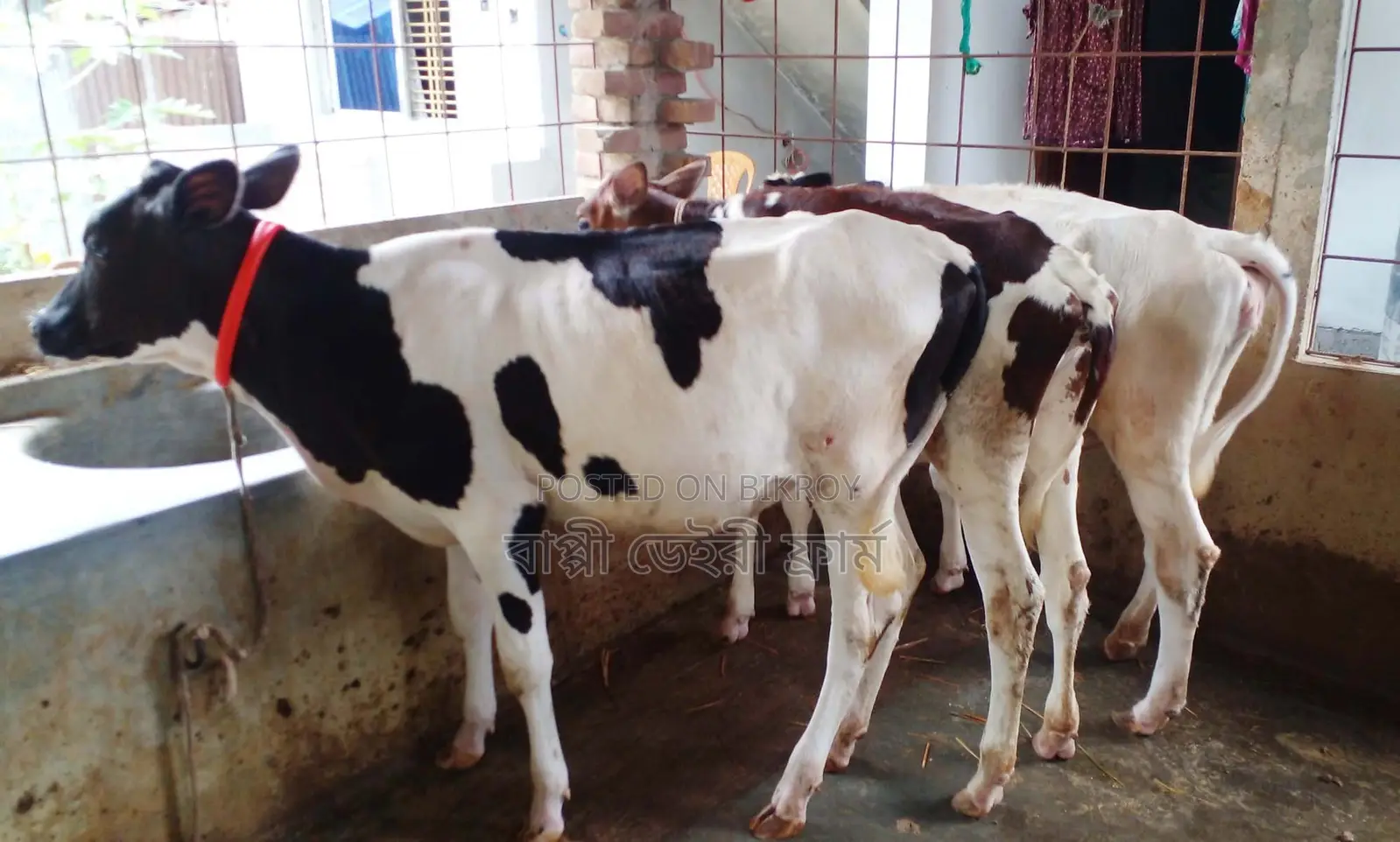 3 Heifer Calves No. 1385 for Sale.