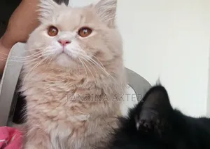 1+ Year Male Purebred Persian