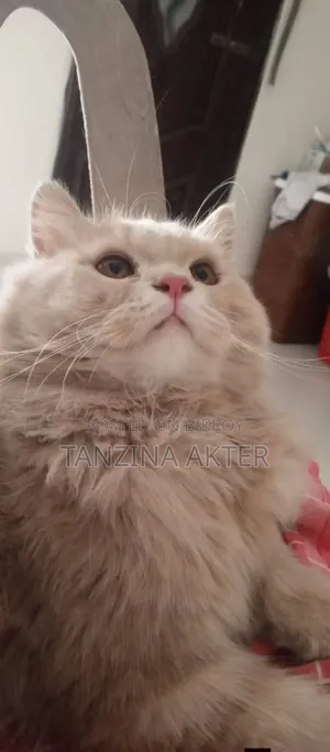 1+ Year Male Purebred Persian