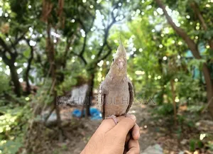 Tame Gray Female Cockatiel For Sale