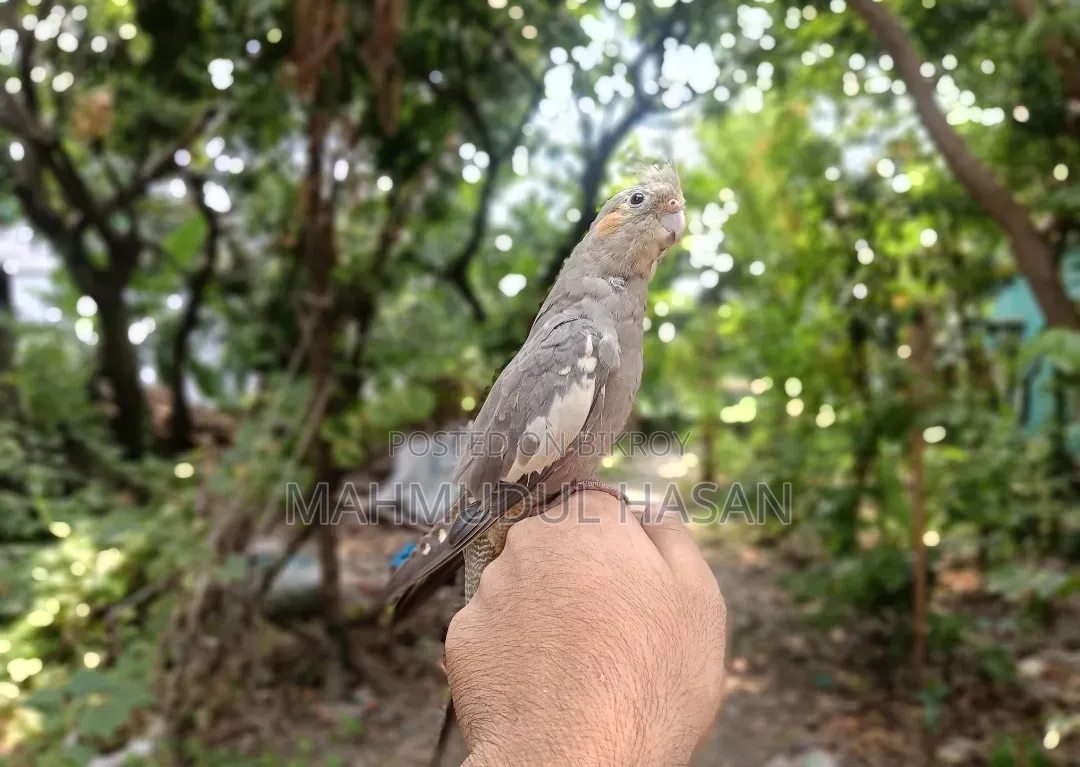 Tame Gray Female Cockatiel For Sale