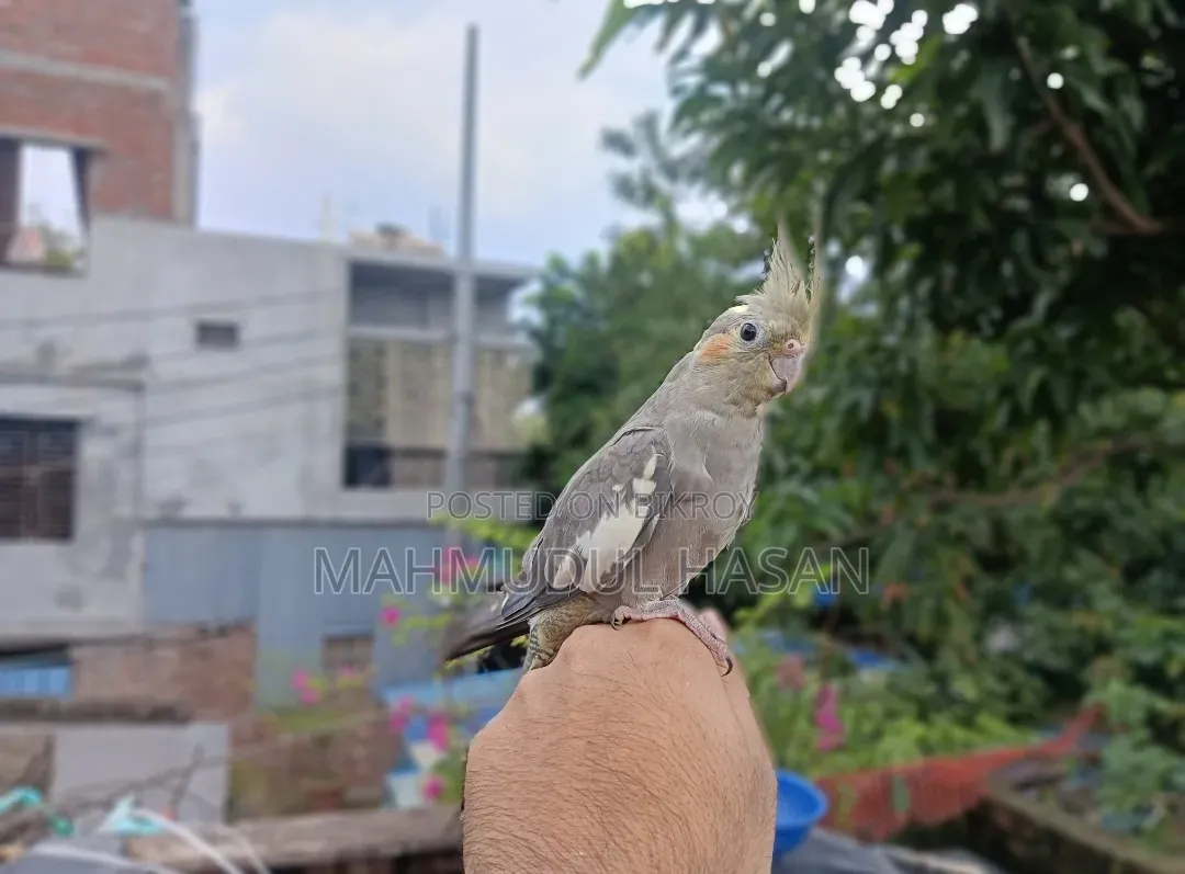 Tame Gray Female Cockatiel For Sale