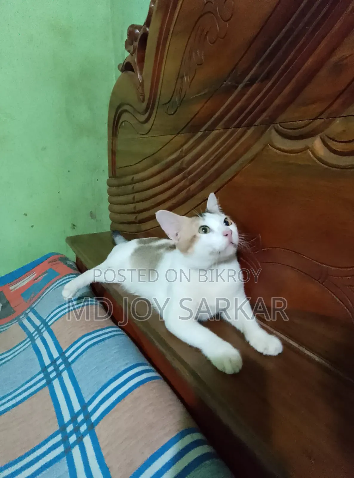 6-12 Months Male Purebred Bengal