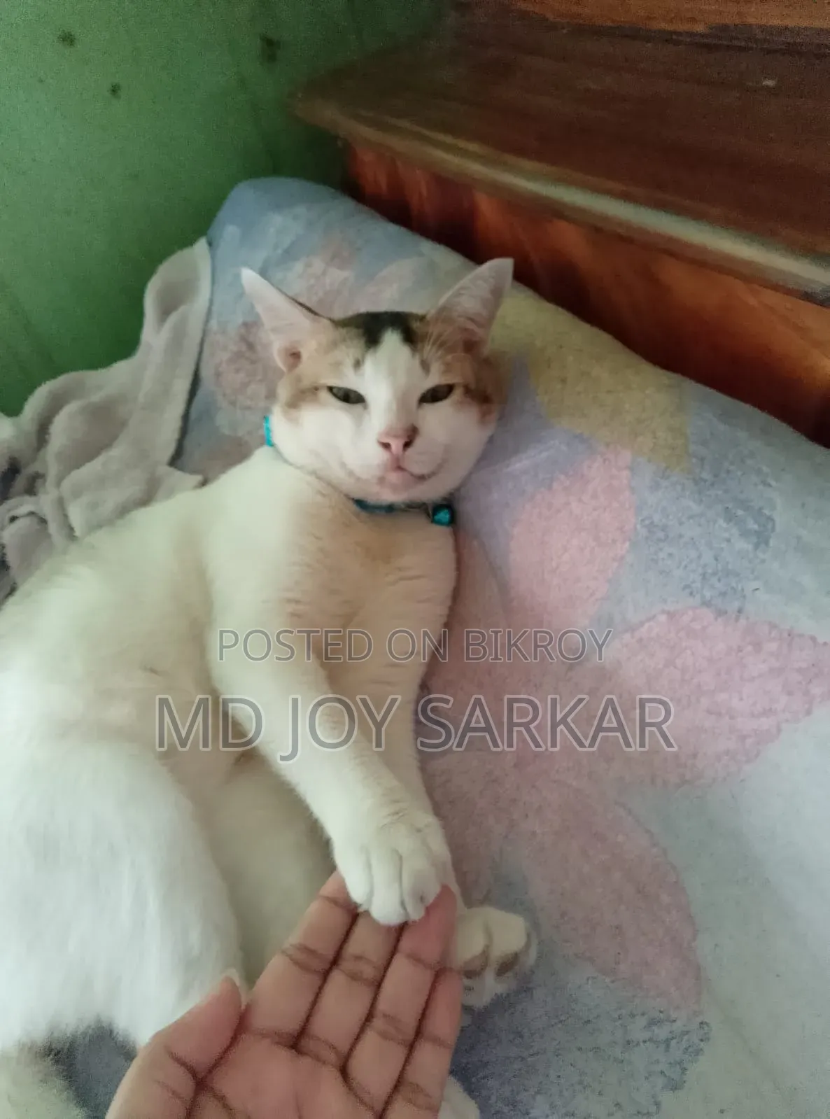 6-12 Months Male Purebred Bengal