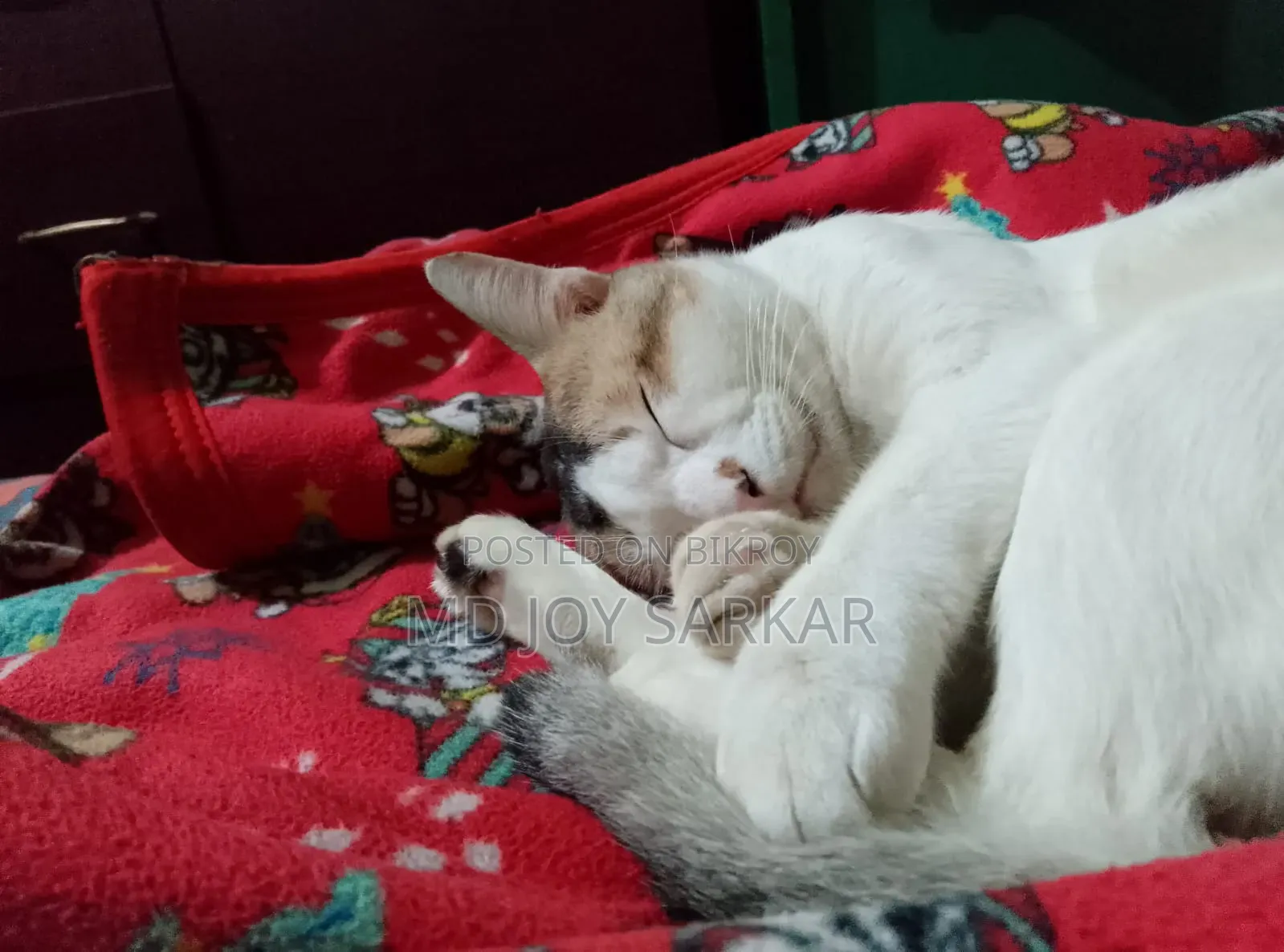 6-12 Months Male Purebred Bengal