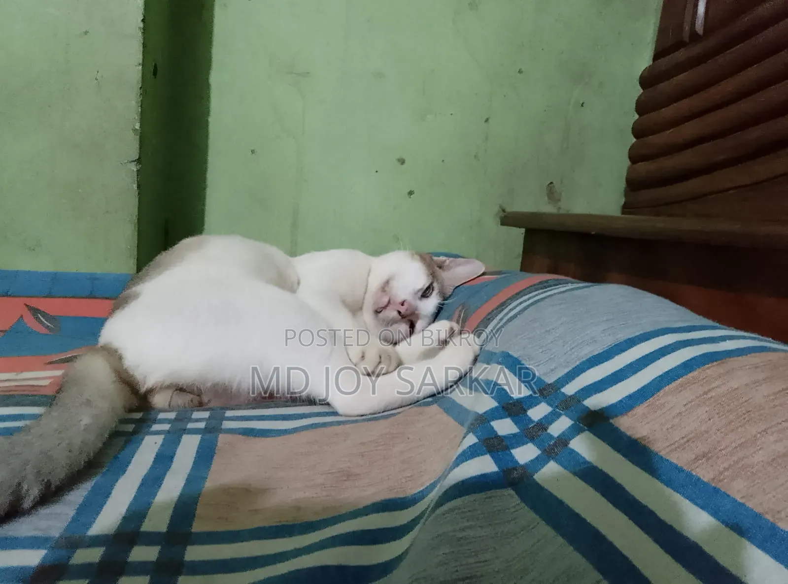 6-12 Months Male Purebred Bengal