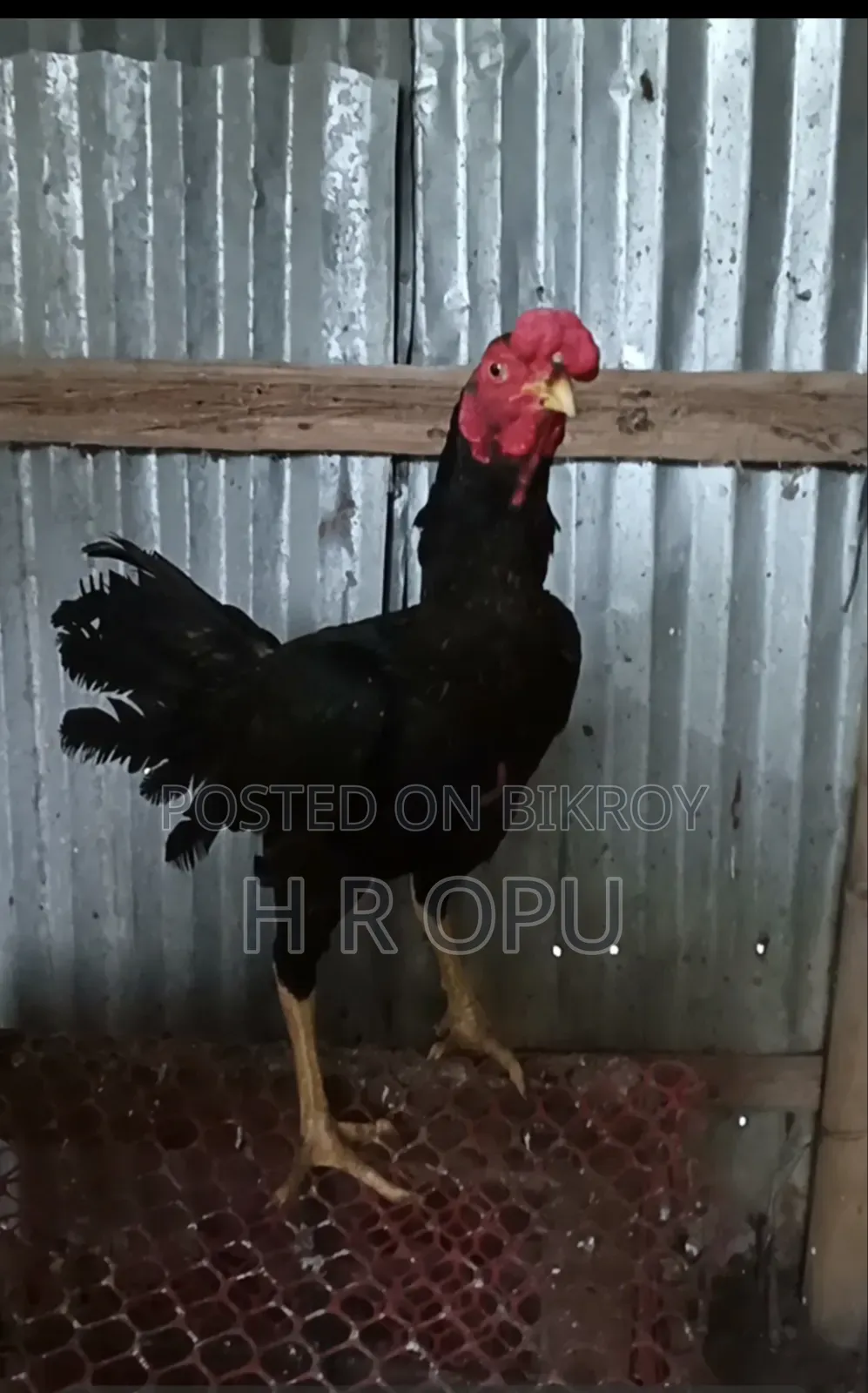 আছিল মুরগা