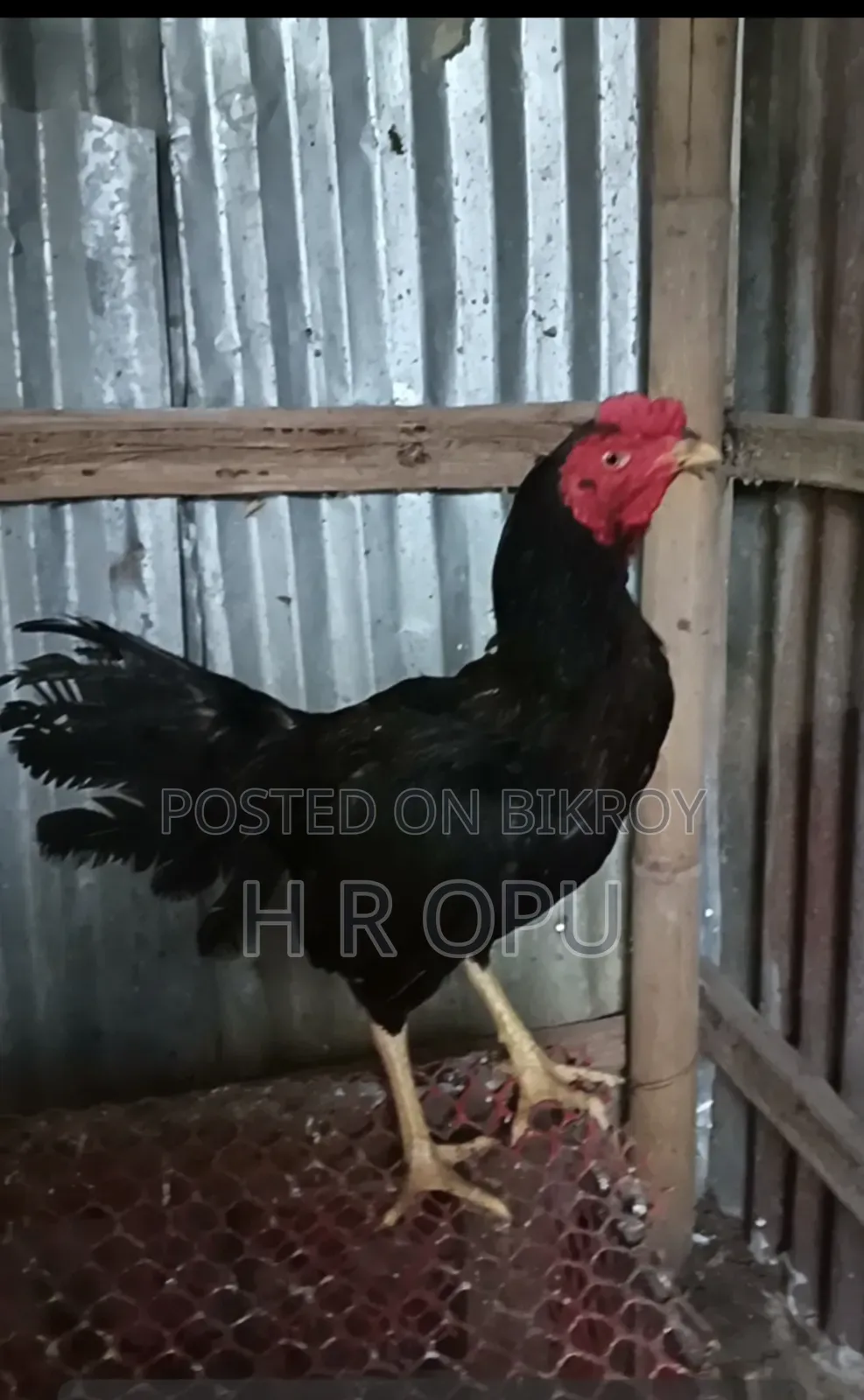 আছিল মুরগা