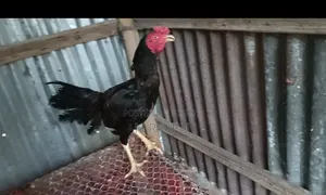 আছিল মুরগা