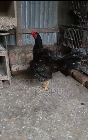 আছিল মুরগা
