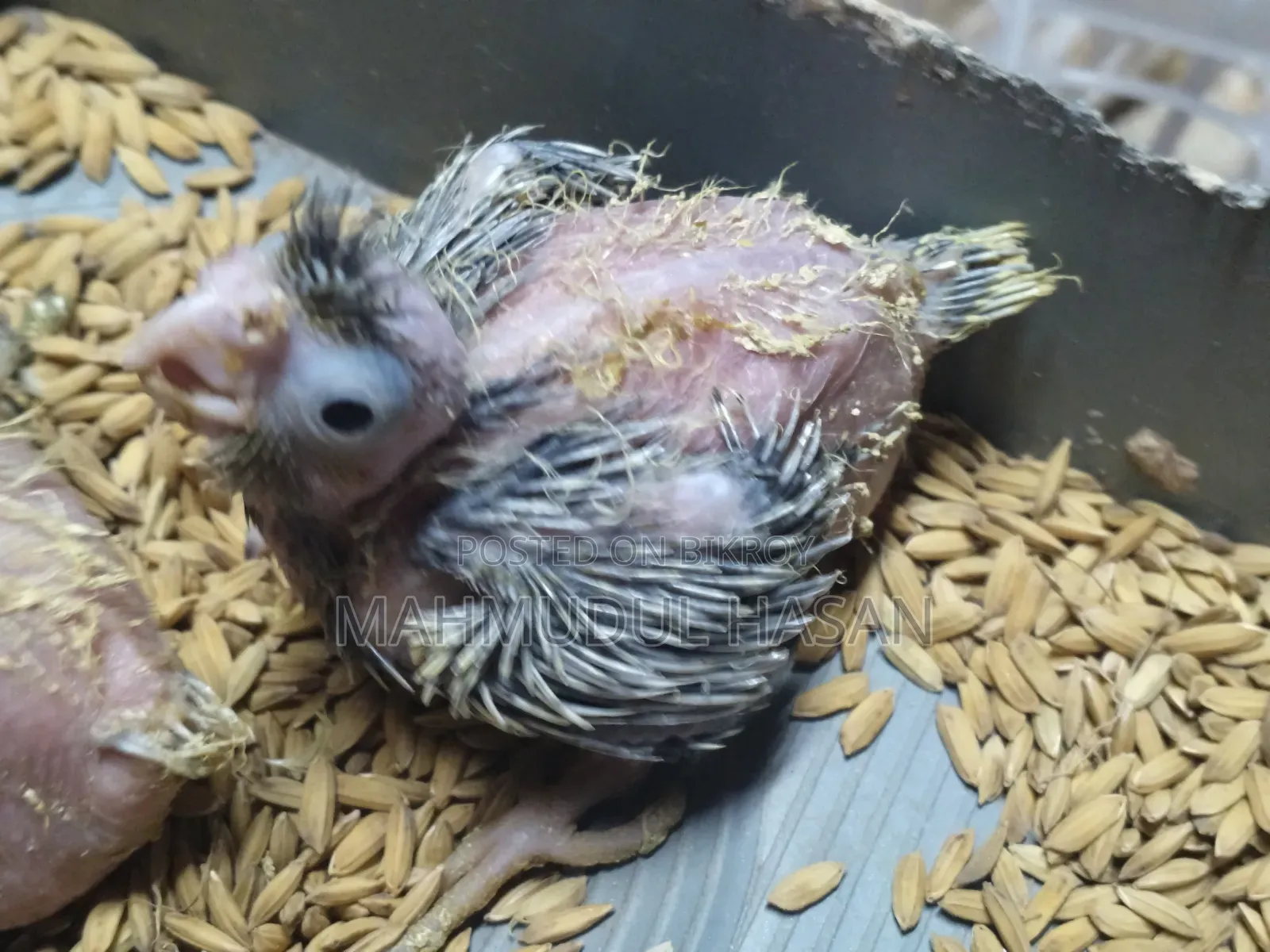Tame Size Cockatiel Baby for Sale