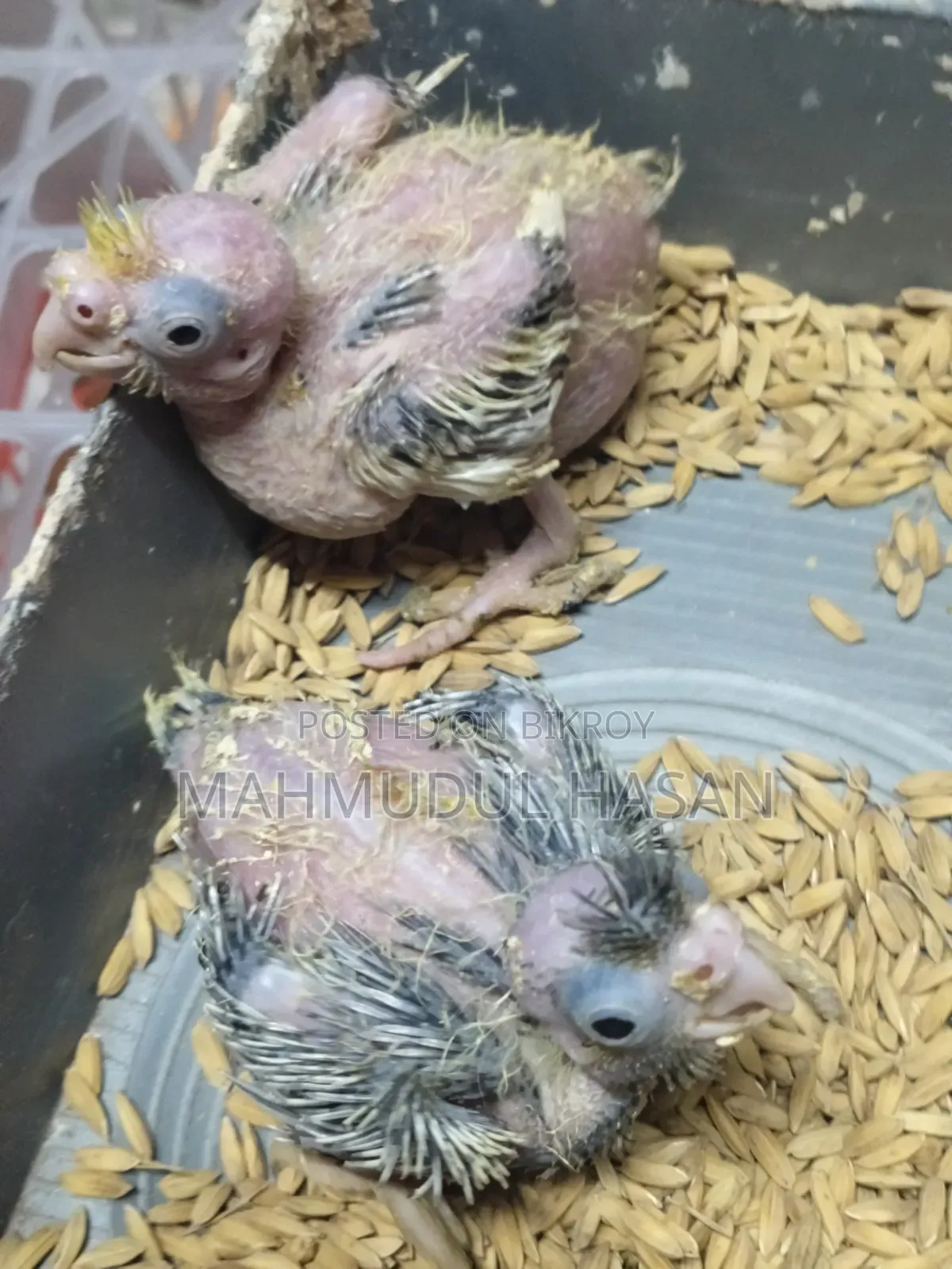 Tame Size Cockatiel Baby for Sale