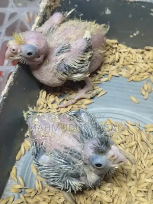 Tame Size Cockatiel Baby for Sale