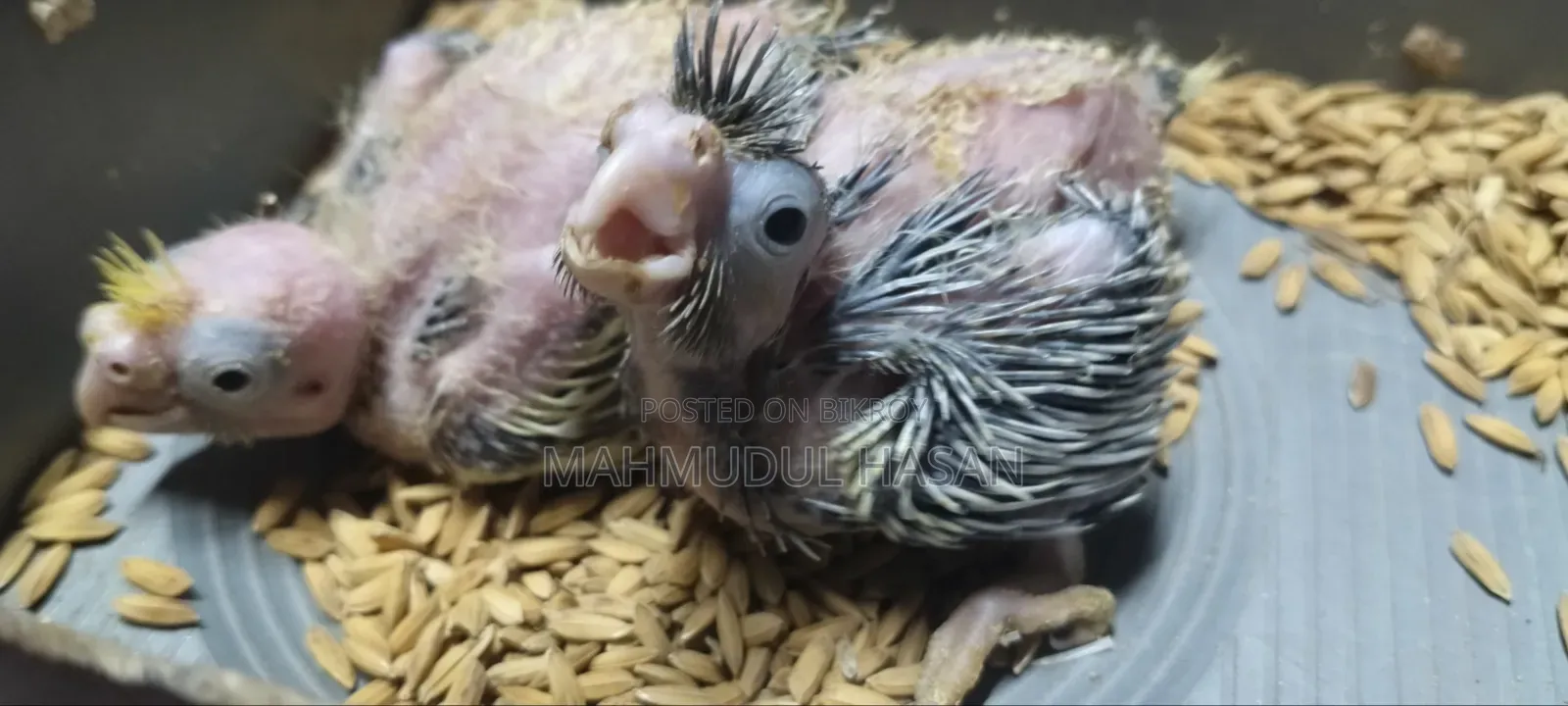 Tame Size Cockatiel Baby for Sale