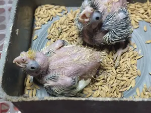 Tame Size Cockatiel Baby for Sale