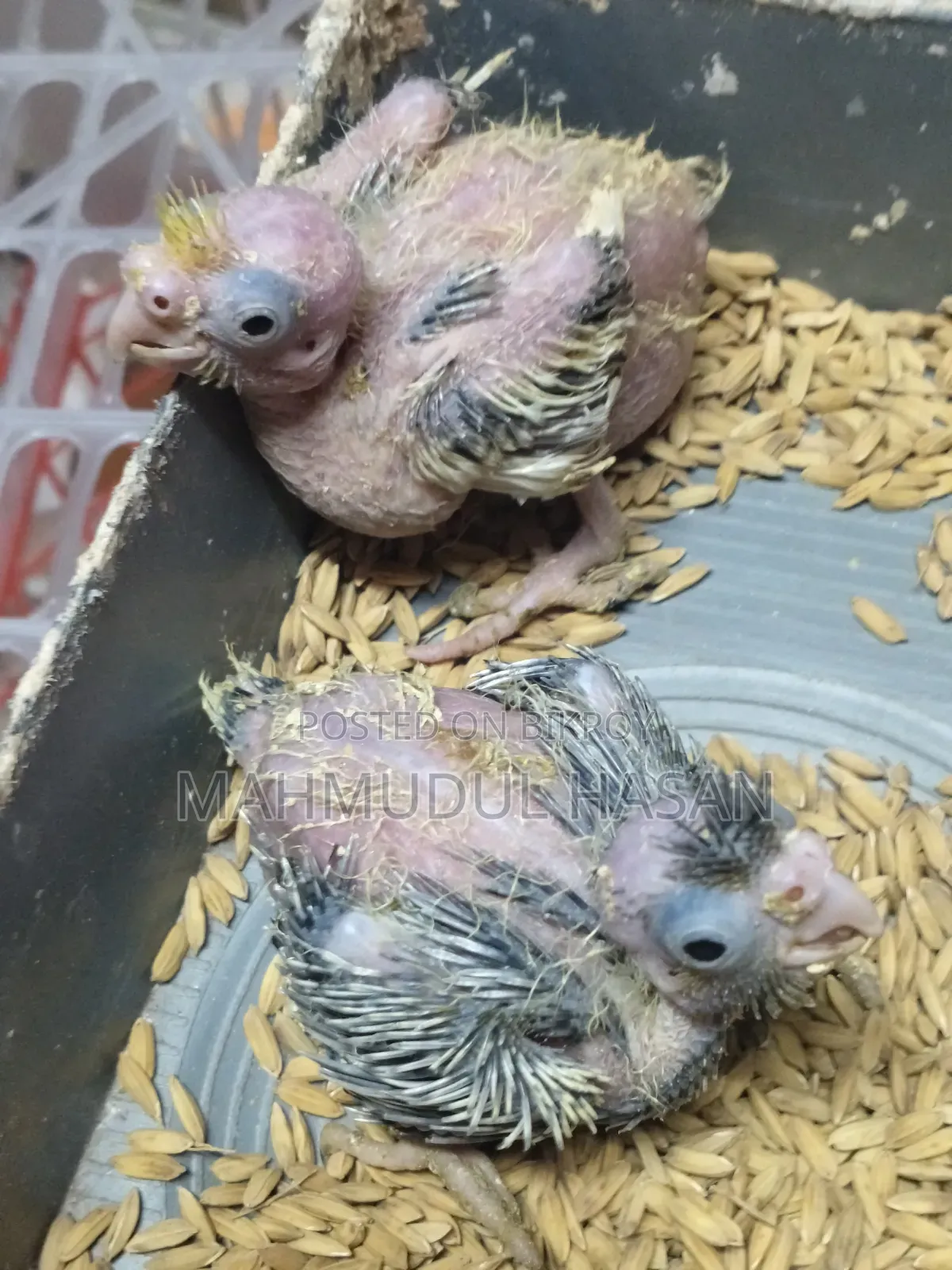 Tame Size Cockatiel Baby for Sale