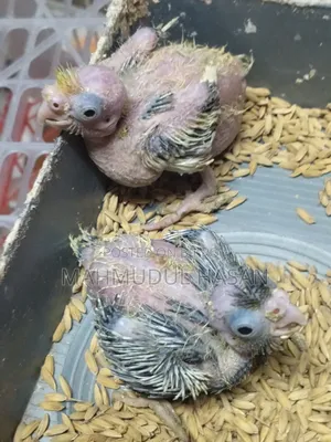 Tame Size Cockatiel Baby for Sale