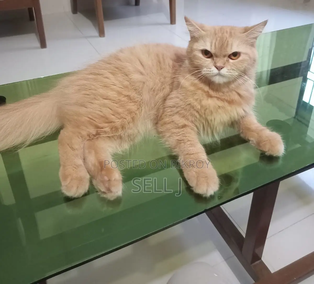6-12 Months Female Purebred Persian