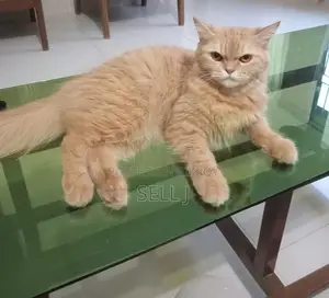 6-12 Months Female Purebred Persian